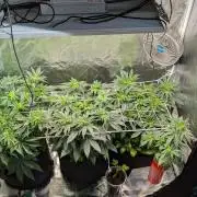 Fast Buds Gary Payton Regular
