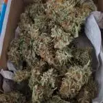 Gelato 33 Auto AS & Fast Buds