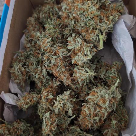 Gelato 33 Auto AS & Fast Buds