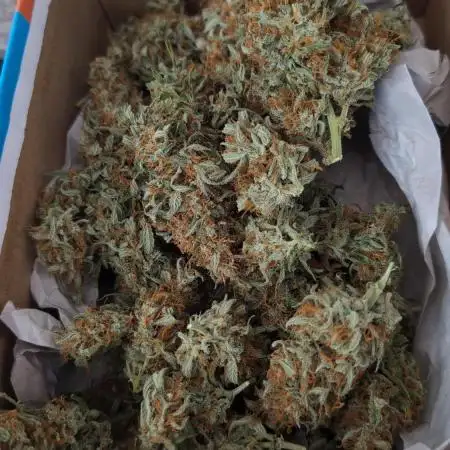 Gelato 33 Auto AS & Fast Buds