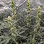 Gelato 33 Auto AS & Fast Buds
