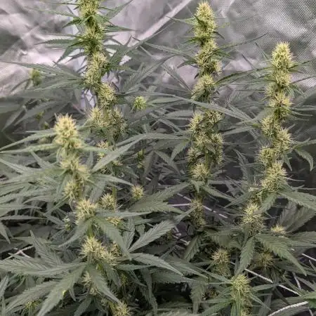 Gelato 33 Auto AS & Fast Buds