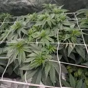 Fast Buds Gary Payton Regular