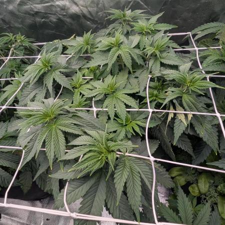 Fast Buds Gary Payton Regular