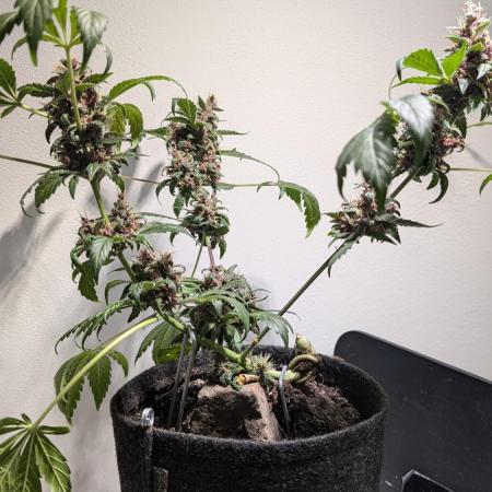 Fast Buds Purple Punch Bonsai