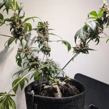 Fast Buds Purple Punch Bonsai