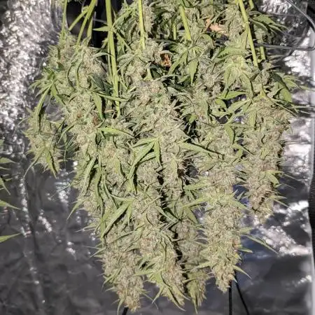 Gelato 33 Auto AS & Fast Buds