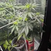 Gelato#33FF meets Pringles