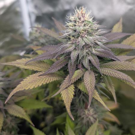 Red Hot Cookies & Purple Punch OG