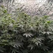 Fast Buds Gary Payton Regular