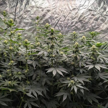 Fast Buds Gary Payton Regular