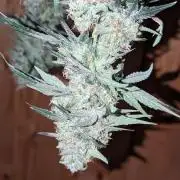 Fast Buds Gary Payton Regular