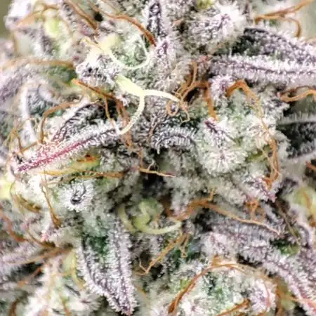 Mephisto test #2