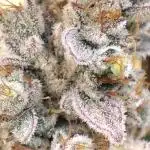 Mephisto Strain test #1