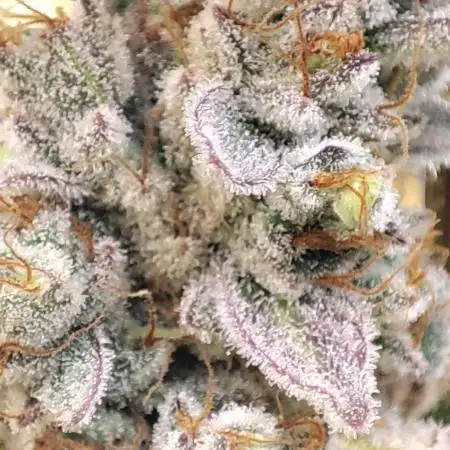 Mephisto Strain test #1