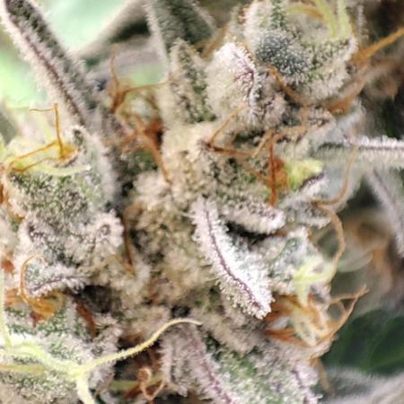 Mephisto Strain test #1