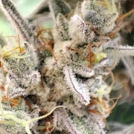 Mephisto Strain test #1