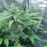 Crop Steering #1