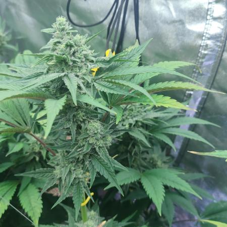 Crop Steering #1