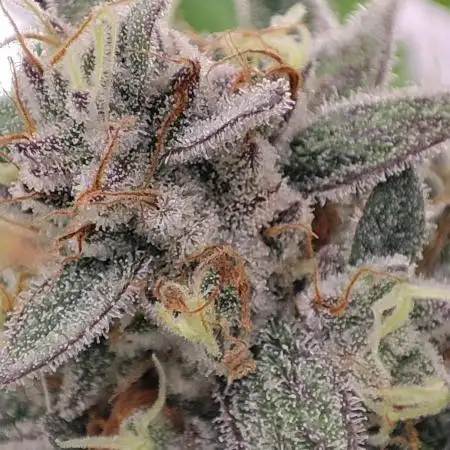 Mephisto Strain test #1