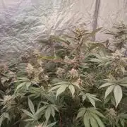 Growing 🏆 Strains 🦒🐈 &🥂🍬