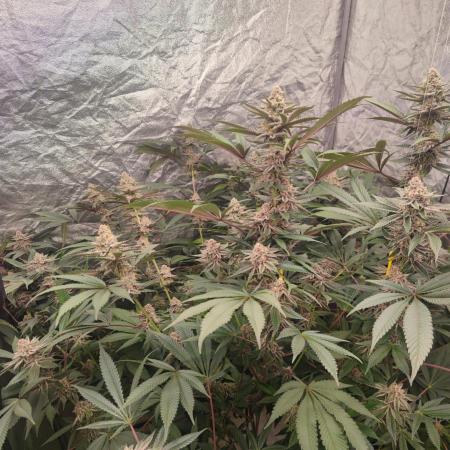 Growing 🏆 Strains 🦒🐈 &🥂🍬