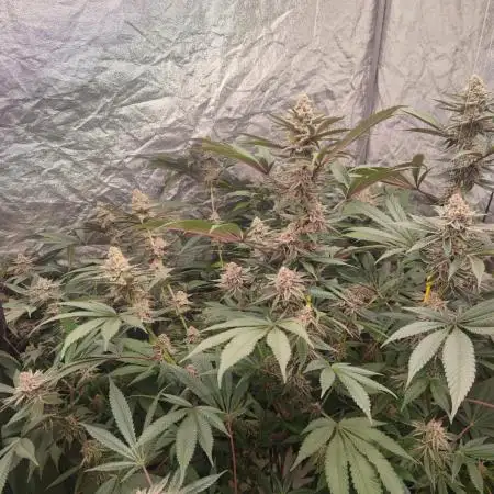 Growing 🏆 Strains 🦒🐈 &🥂🍬