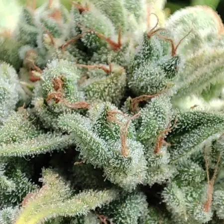 Super Boof Auto Indoor & Outdoor