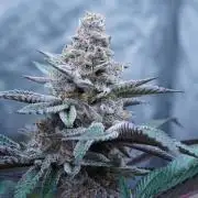 Growing 🏆 Strains 🦒🐈 &🥂🍬