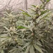 Growing 🏆 Strains 🦒🐈 &🥂🍬