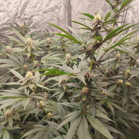Growing 🏆 Strains 🦒🐈 &🥂🍬