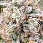 Mephisto test #2