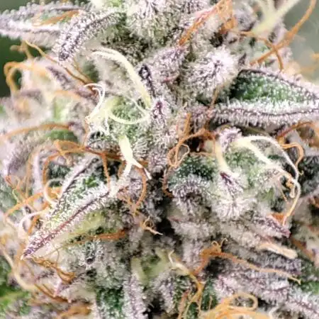 Mephisto test #2