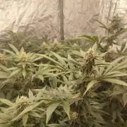 Growing 🏆 Strains 🦒🐈 &🥂🍬