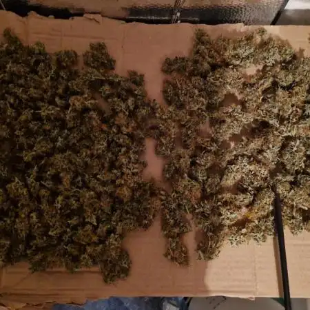 LEMON OASIS (AUTO)