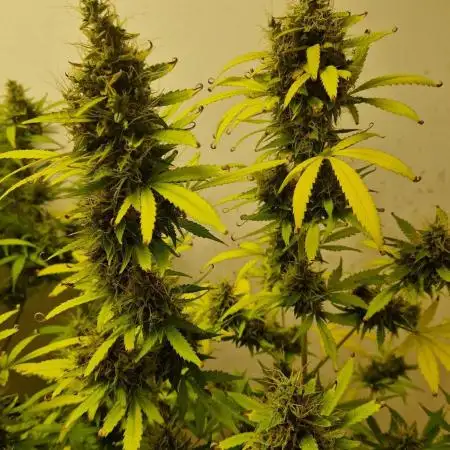 LEMON OASIS (AUTO)