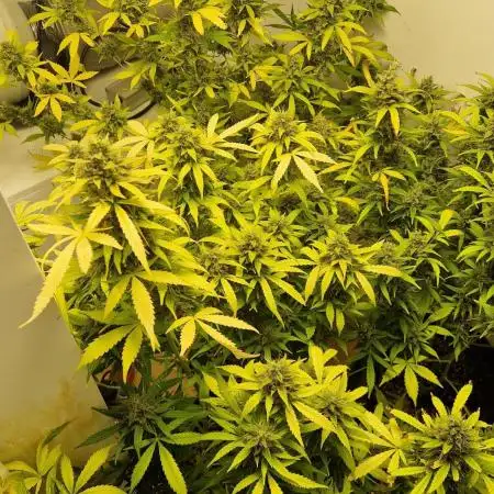 OG EDDIE LEPP (AUTO)
