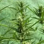 Auto Skywalker Haze | Dutch Passion