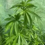 Purple Punch (Outdoor) 