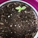 Northern Lights Auto Divine Seeds