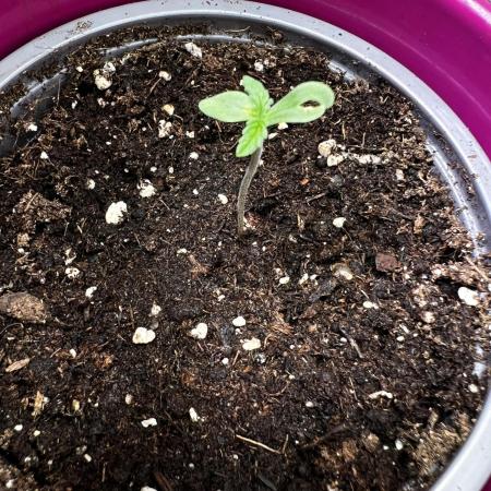 Northern Lights Auto Divine Seeds