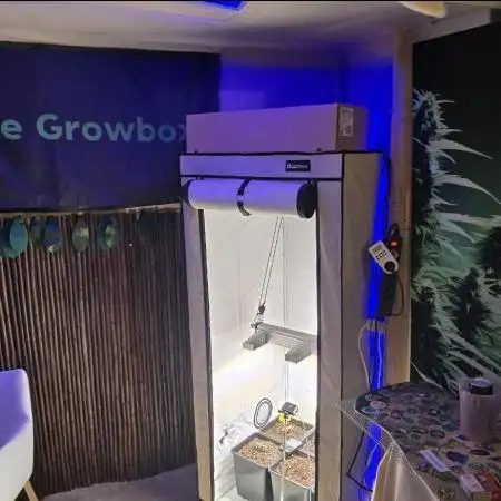 Auto Ak - 47 XL Divine Seeds