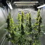 Gorilla Z Auto Fast Buds