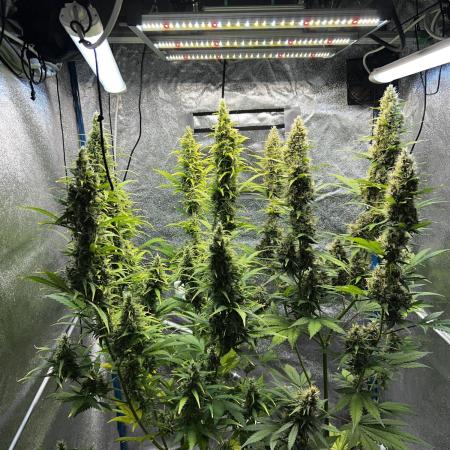 Gorilla Z Auto Fast Buds