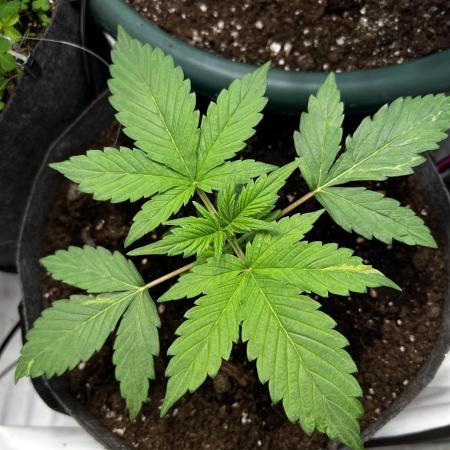 Auto Ak - 47 XL Divine Seeds