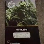Auto Kabul Divine Seeds