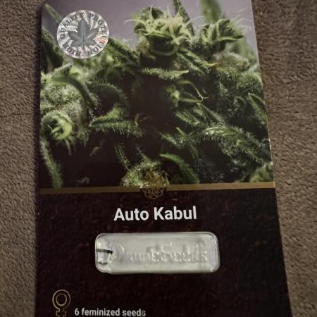 Auto Kabul Divine Seeds