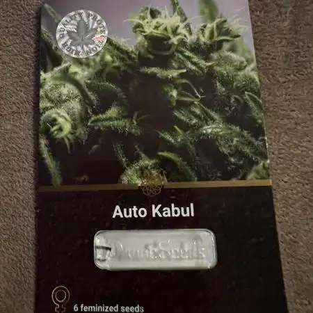 Auto Kabul Divine Seeds