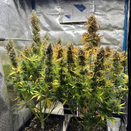 Timelapse Sticky Orange XXL Automatic