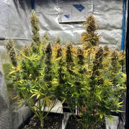 Timelapse Sticky Orange XXL Automatic